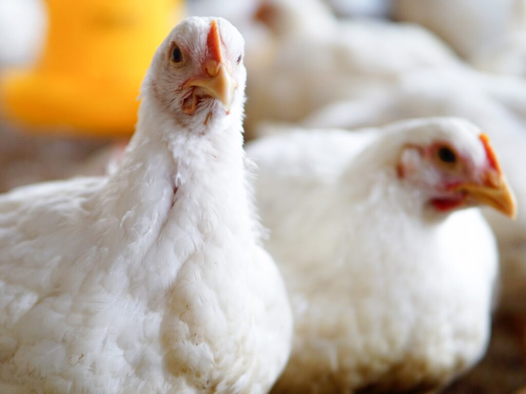 close-up-de-galinhas-brancas-no-campo