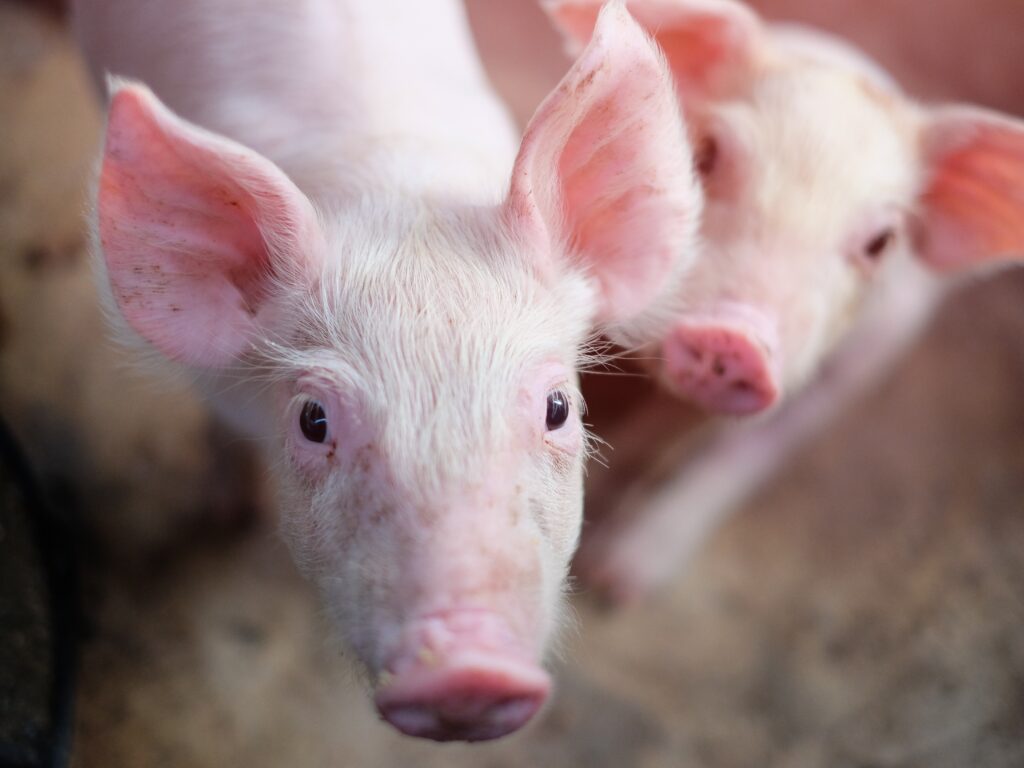close-up-de-porcos