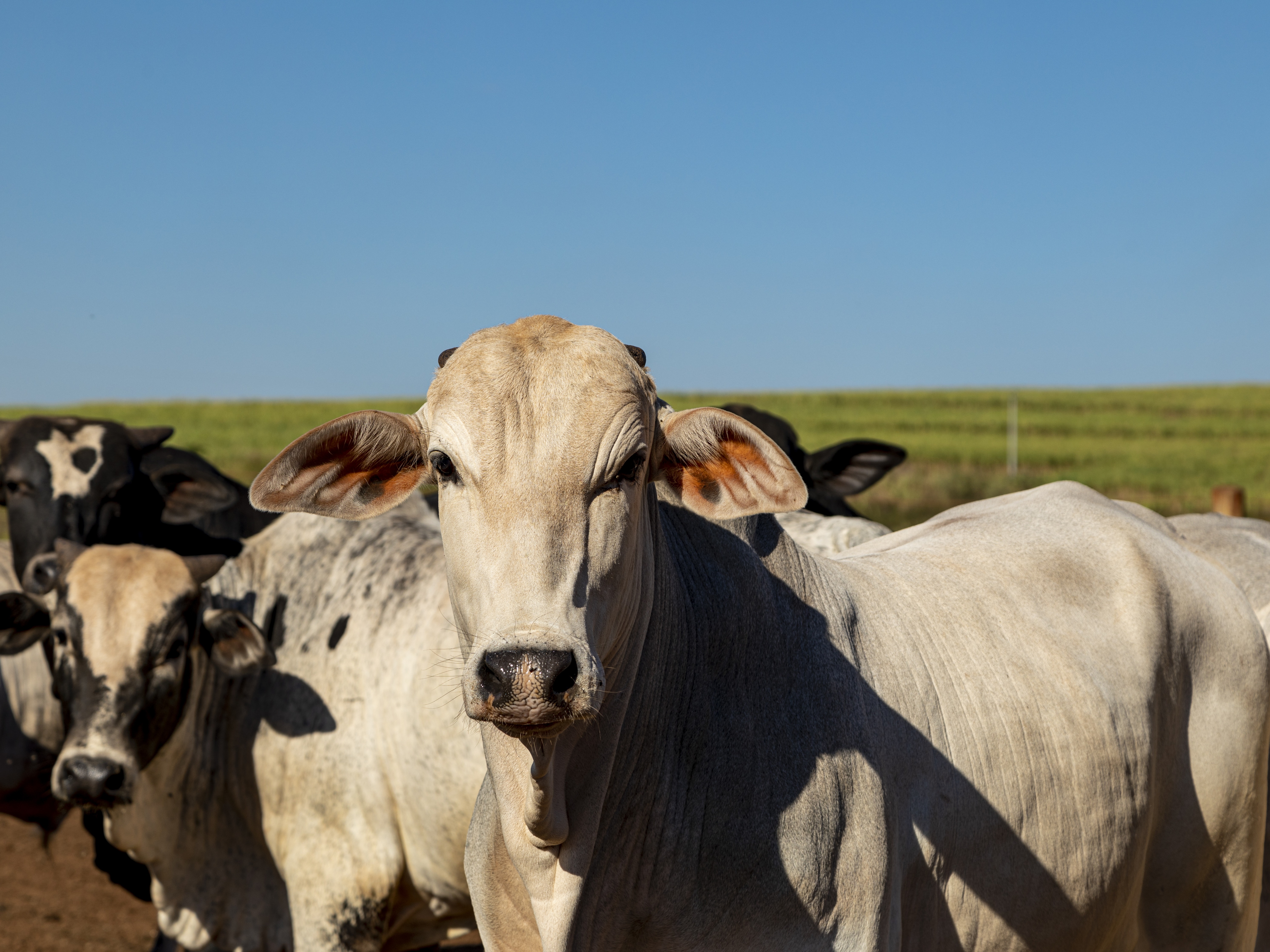 retrato-de-um-boi-mesticos-da-raca-angus-com-nelore